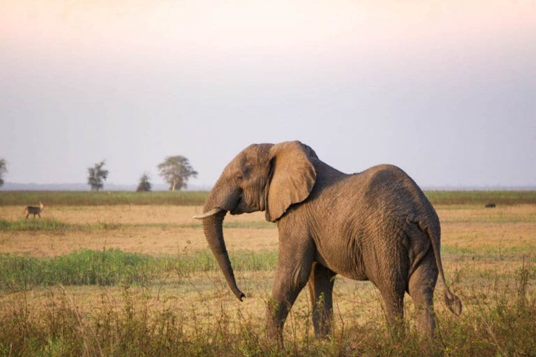 An elephant walking in the middle of the grassland