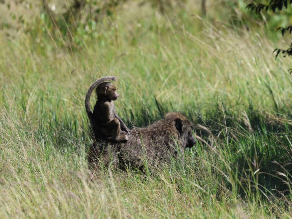 Closeup look of the baby baboon riding on the back of the mother baboon