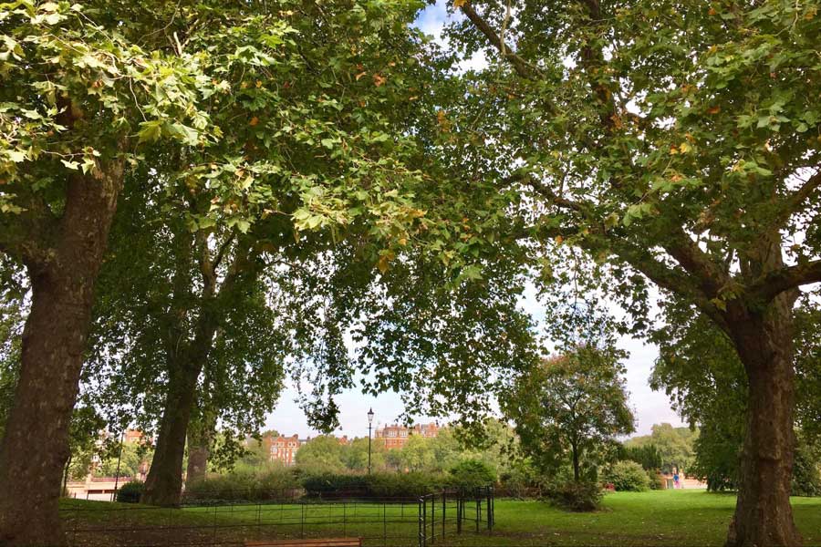 Relaxing view from Battersea Park