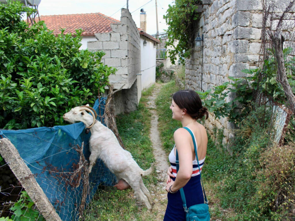 The author Betty Hurd looking at the goat