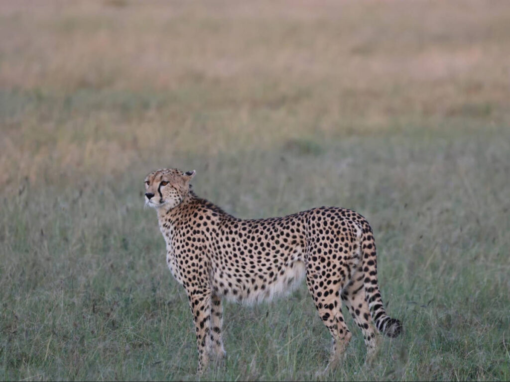 A cheetah looking around the safari