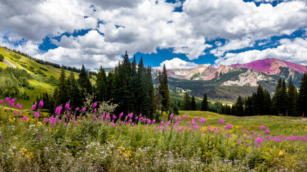 Panoramic view of the colorful wildflowers in Crested Butte on a sunny day