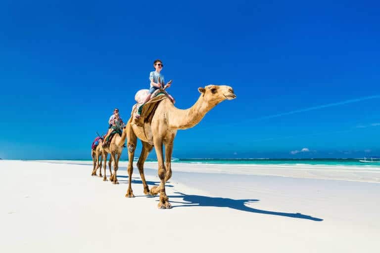 People riding the camels on Diani Beach