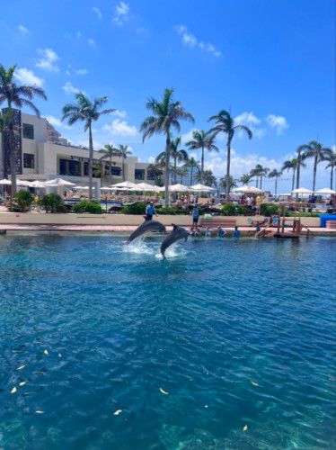 Close up view of Dolphins swimming on the pool of Hyatt Ziva