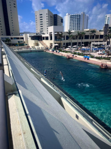 Overlooking views of Dolphins swimming on the pool of Hyatt Ziva