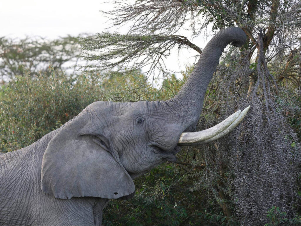 An elephant reaching for a snack
