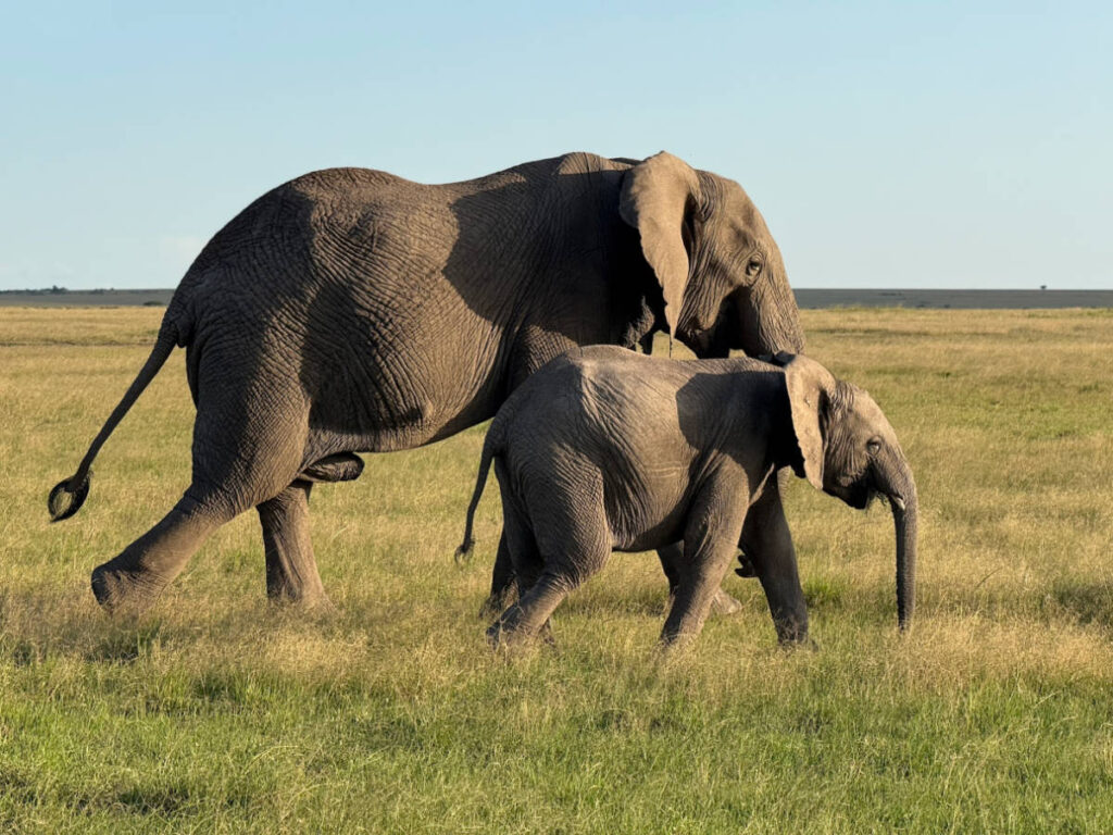Two elephants walking around at sunset