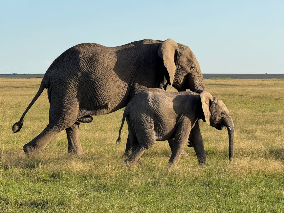 Two elephants walking around at sunset