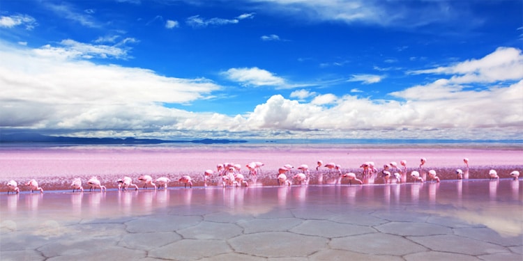 Clear blue sky over the flamingos on the lake
