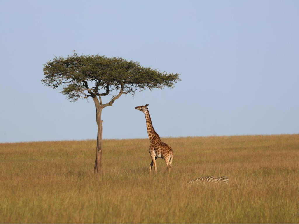A giraffe standing beside the lone tree