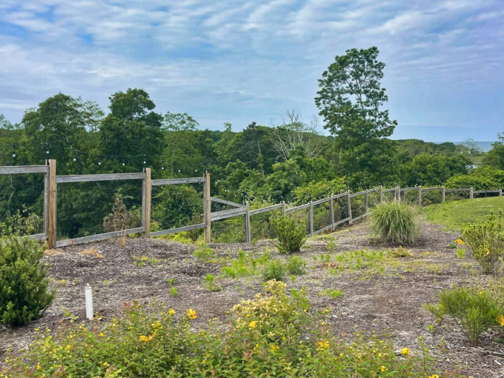 View of the lush greenery around AutoCamp