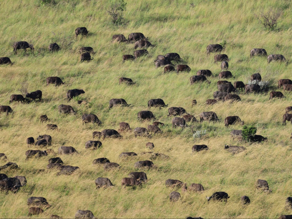 A herd of buffalo along a hillside in the safari
