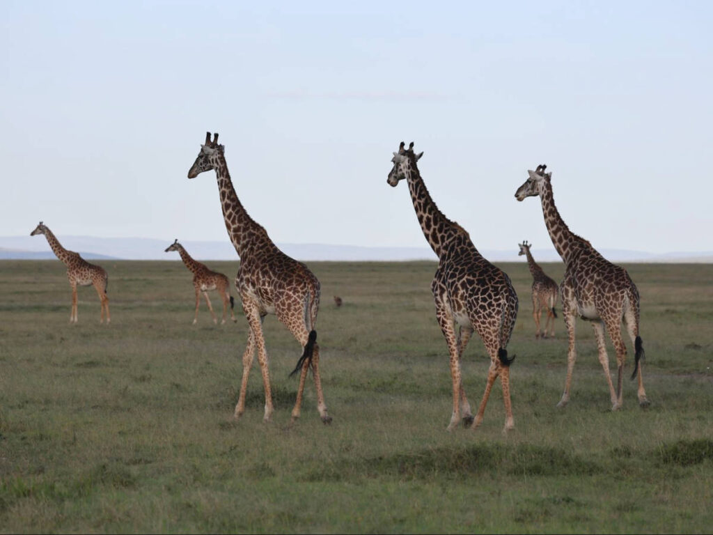 A herd of giraffes wandering around the safari