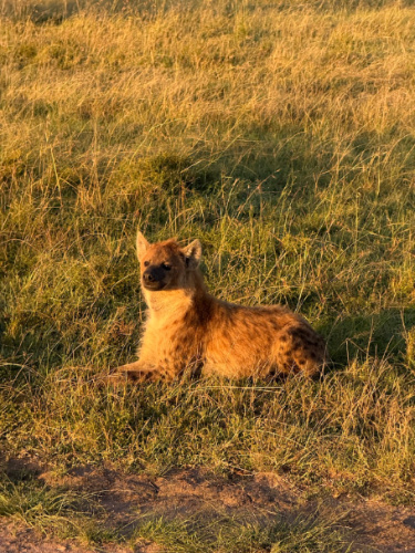 A hyena enjoying the sunrise while sitting on the ground