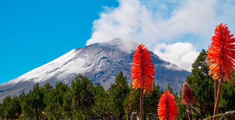 View of red hot pokers in and a volcano in Izta Popo National Park