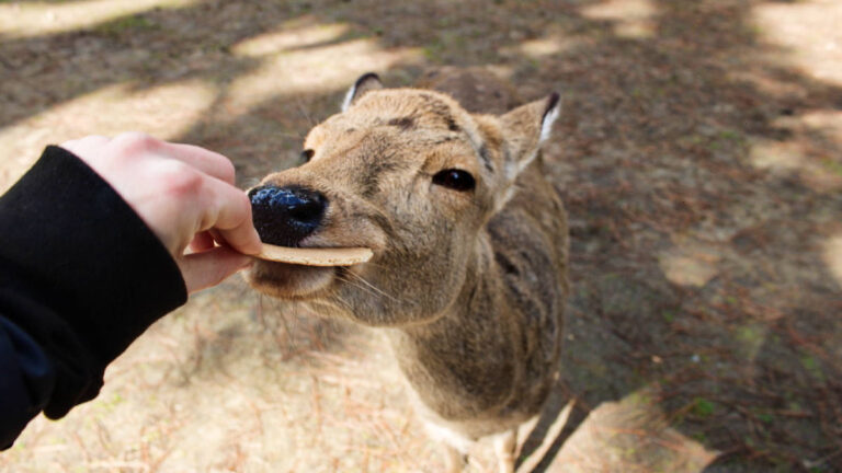 A hand feeding the deer in Nara, Japan Animal Attractions