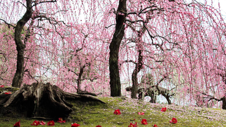 View of the full bloom sakura trees and the flowers fell on the ground