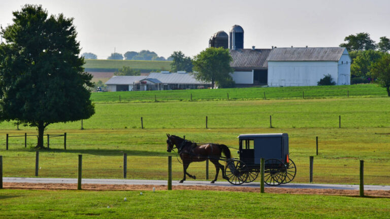 A horse and buggy in the middle of the farm surrounded by greenery in Lancaster County