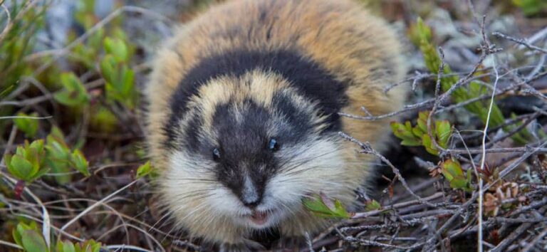 A lemming with a black and white face
