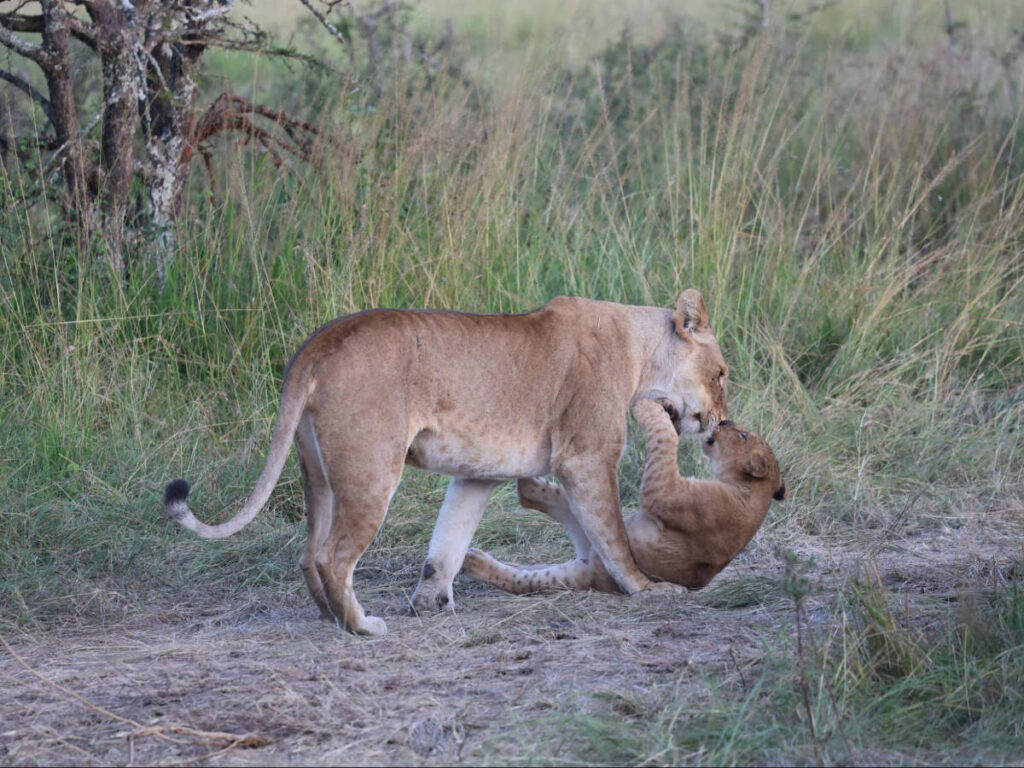 Closeup look of a lioness playing with her cub