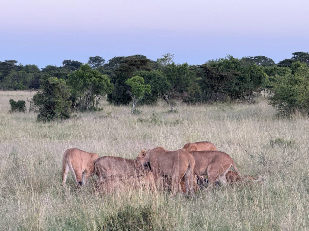 A pride of lions feasting on the zebra