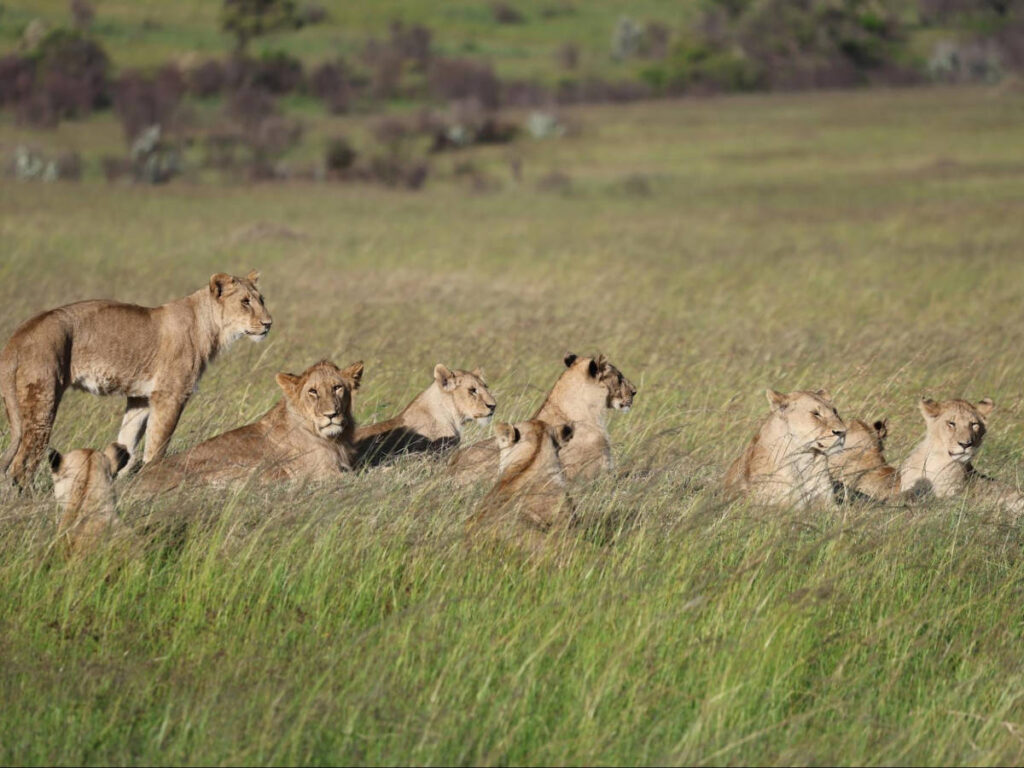 A pride of lions sitting on the ground