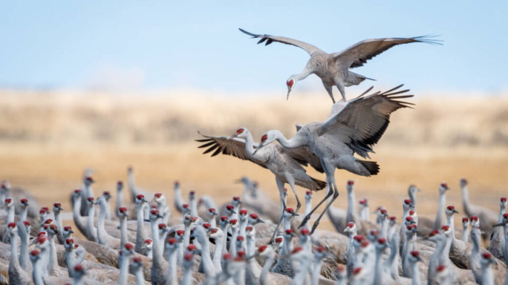 Sandhill cranes during the Monte Vista Crane Festival in Colorado
