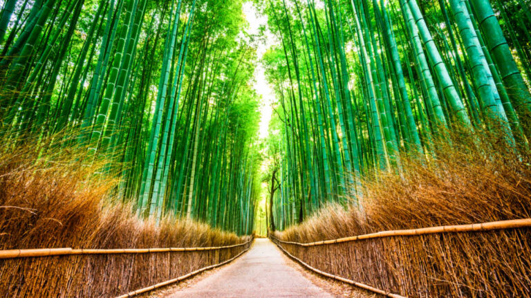 An empty pathway surrounded by the bamboo forest