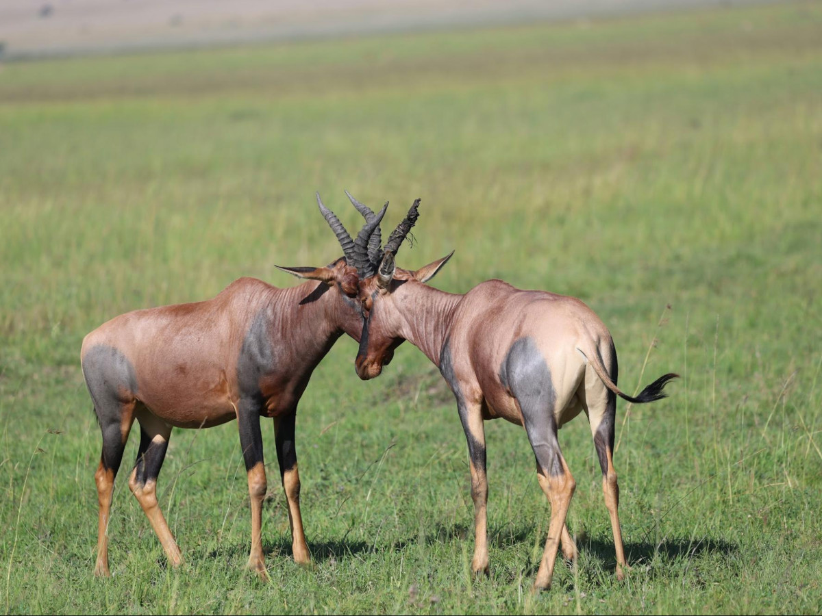 A pair of topi fighting