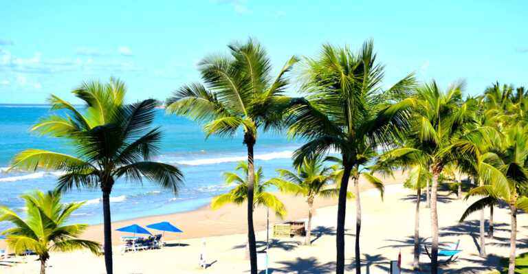 View of palm trees on a beach and a clear blue sky