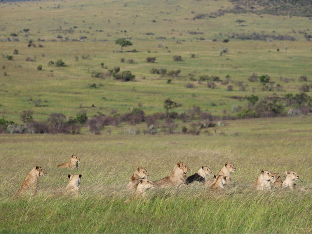A pride of twelve lions lying in the middle of the safari