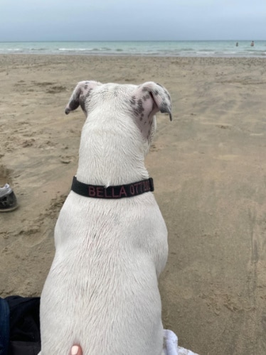 Rachel Kapelke-Dale's dog admiring the view on a beach in Normandy, France