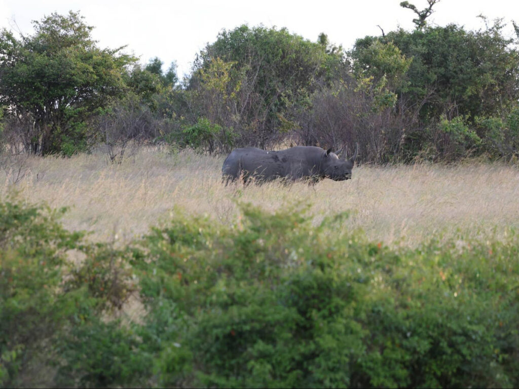 A rhino standing in the middle of the greenery