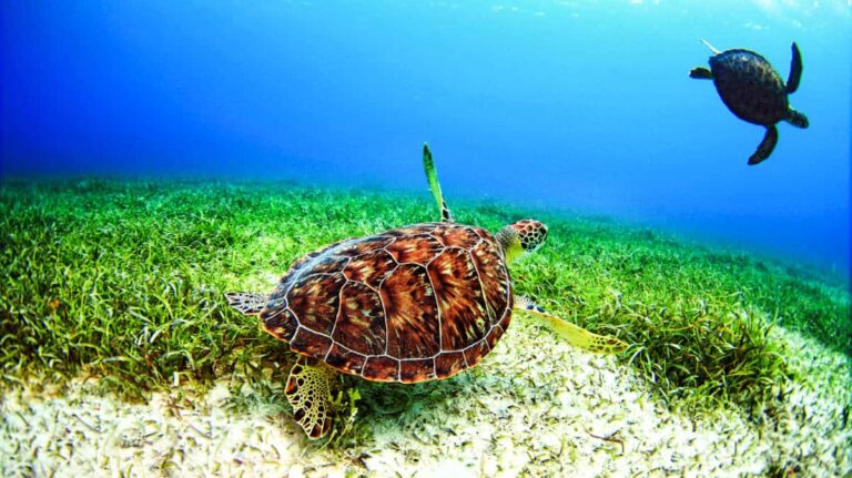 View of the sea turtles swimming under the water at Culebra