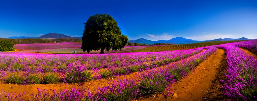 Panoramic view of the lavender fields