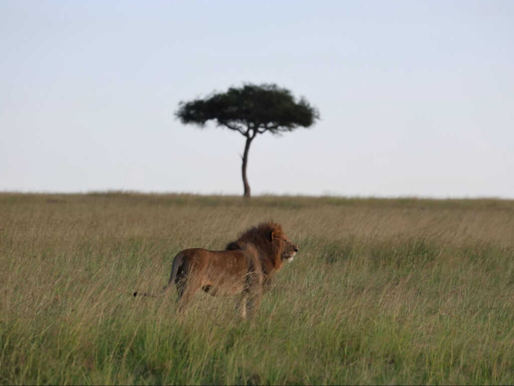 Closeup look of a lion in the safari and the lone tree in the background