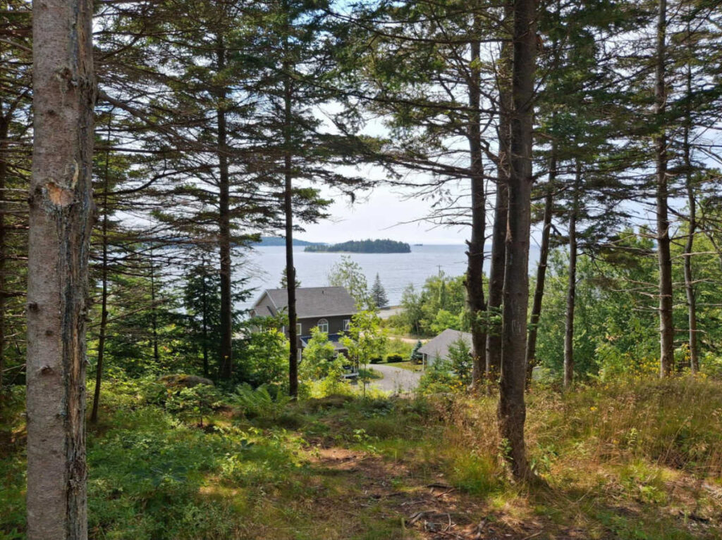 Scenic view of the lake behind the woods along the trail in Camino