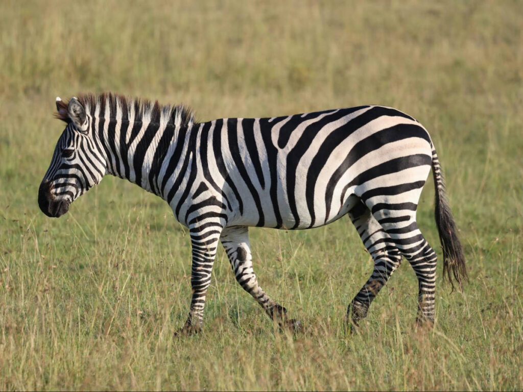 Closeup look of the zebra in the safari