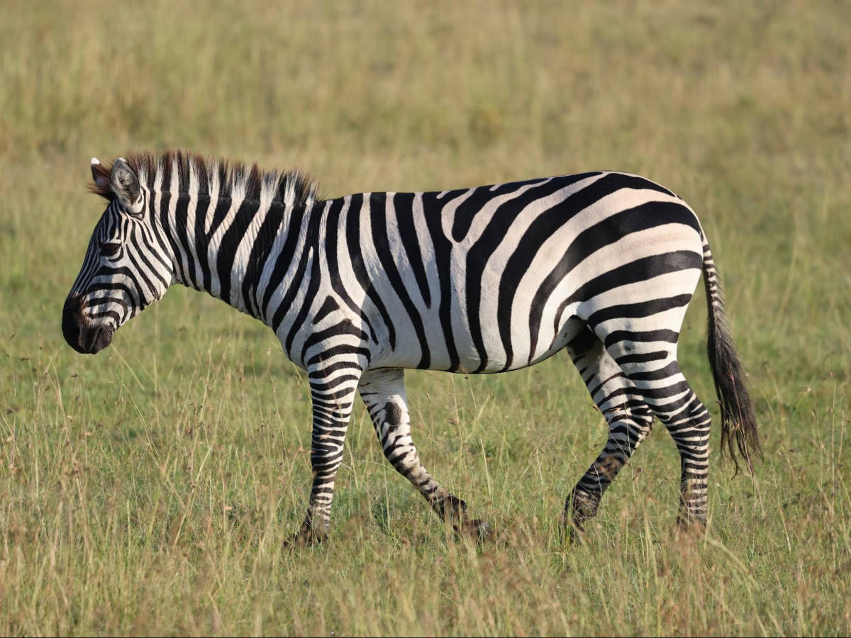 Closeup look of the zebra in the safari
