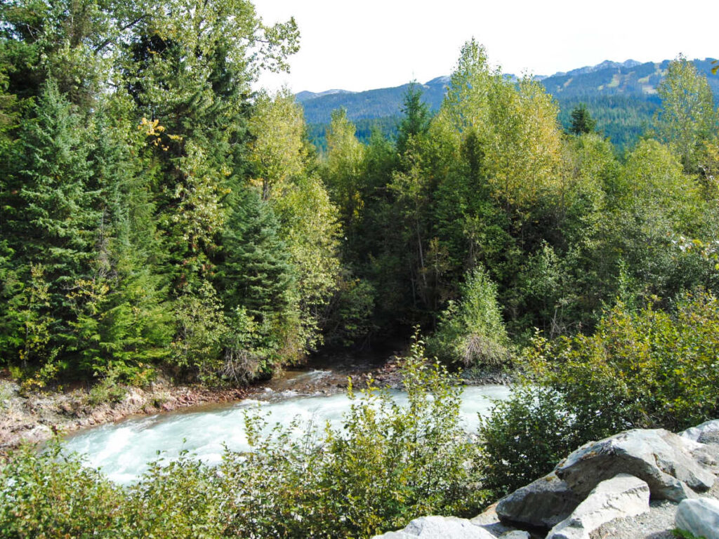 Scenic view of the river surrounded by greenery