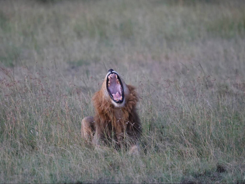 A closeup look of a lion yawning