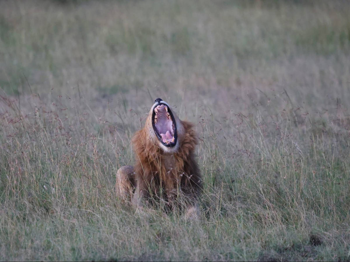 A closeup look of a lion yawning